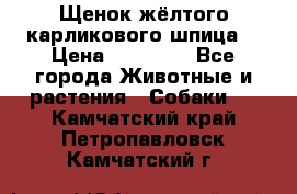 Щенок жёлтого карликового шпица  › Цена ­ 50 000 - Все города Животные и растения » Собаки   . Камчатский край,Петропавловск-Камчатский г.